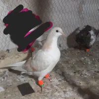 کفتر یا کبوتر