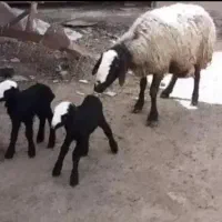 بره et گوسفند شـ. ـال