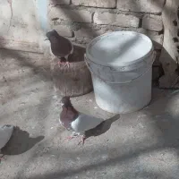 کبوتر کله ای|پرنده|سیلاخور, |دیوار