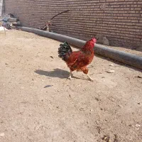 خروس|حیوانات مزرعه|گتوند, |دیوار