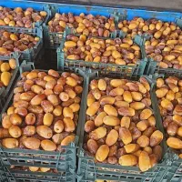 رطب کبکاب درجه یک به شرط|خوردنی و آشامیدنی|اصفهان, باغ فردوس|دیوار