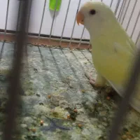 کوتوله برزیلی