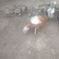 بوقلمون ومرغ|حیوانات مزرعه|بانه, |دیوار