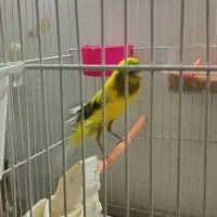 قناری دوتا نر کشیده بلند|پرنده|مشهد, ولیعصر (شهرک غرب)|دیوار