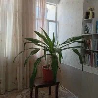 گل  سوسن عنکبوتی