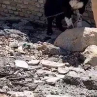 سگ نر|سگ|شهرکرد, |دیوار