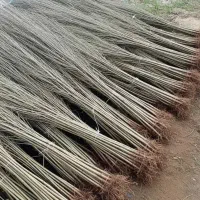 مرغوب ترین نهال صنوبر در غرب نهال مهندس داداشی