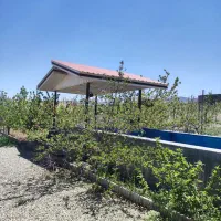 ویلاباغ-نقلی-سند-تک-برگ