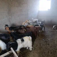 17راس بزغاله نر درجه یک|حیوانات مزرعه|آران و بیدگل, |دیوار