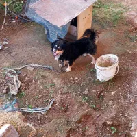 سگ پاکوتاه نر نگهبان واگذاری|سگ|گلوگاه بابل (گلیا), |دیوار