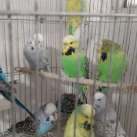 مرغ عشق انگلیسی و مرغ عشق رنگین کمانی|پرنده|خلخال, |دیوار