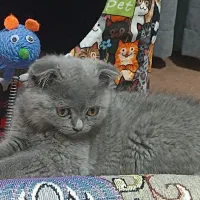 گربه اسکاتیش بلو فولد