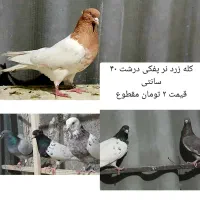 کله زرد و کله سیاه و المانی و کفتر تهرونی|پرنده|مشهد, شهید فرامرز عباسی|دیوار