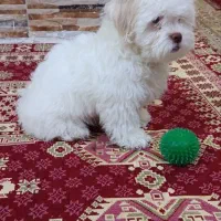 سگ شیتزو تریر|سگ|تبریز, |دیوار