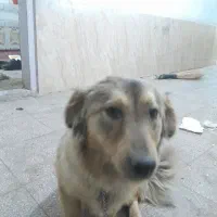 فروش‌سگ‌اشپیتز