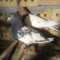 کفتر|پرنده|گناباد, |دیوار