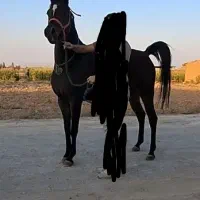 مادیان عرب