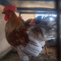 خروس و کبوتر و آبخوری و دون خوری|حیوانات مزرعه|اصفهان, قائمیه|دیوار