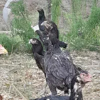 لاری تاج مهر