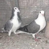 ۲جفت دستگردی|پرنده|اصفهان, برزان|دیوار