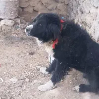 سگ گله ای|سگ|خوانسار, |دیوار