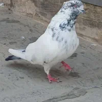 ۵عدد کفتر پرشی