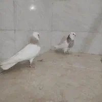 جفت جوجه طوقی|پرنده|شوشتر, |دیوار