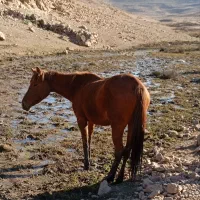 اسب مادیان فروشی