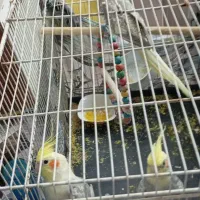 سه عدد عروس هلندی|پرنده|نیشابور, ابراهیمی|دیوار