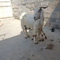 بز پاکستان به همراه  بزغاله