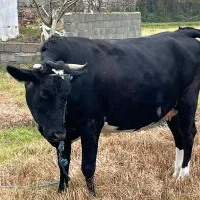 گاونزدیک به زایمان