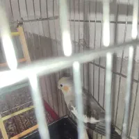 عروس هلندی دستی