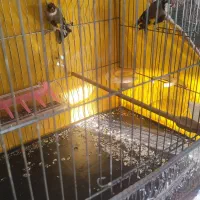 دوعددماده سهره کرمانشاهی