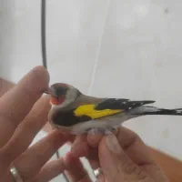 سهره غریب نر بخوان