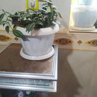 گل طبی|گل و گیاه طبیعی|یاسوج, |دیوار