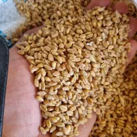 گندم پیشگام آبی