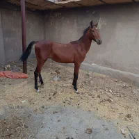 اسب