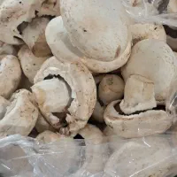 قارچ تازه دست چین الان|خوردنی و آشامیدنی|تربت جام, علوی|دیوار