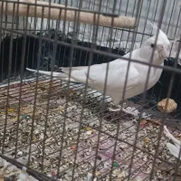 طوطی ماده البینو|پرنده|اندیمشک, |دیوار