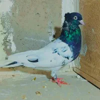 کفتر کله|پرنده|تربت جام, شاهد|دیوار