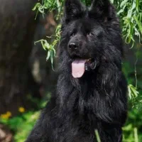 توله ژرمن شولاین بلک