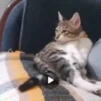 واگذاری گربه پسر‌۷ ماهه(شرح در توضیحات)|گربه|ارومیه, |دیوار