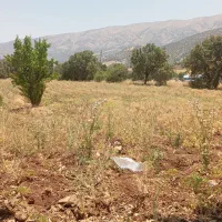 کاه نخود