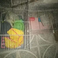 قفس