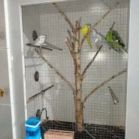 قفس پرنده بزرگ