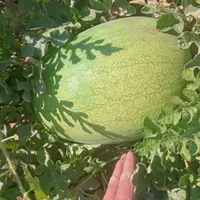 هندوانه وگوجه|خوردنی و آشامیدنی|رشت, بازار|دیوار