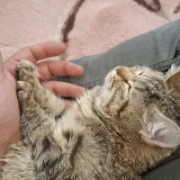 پیشی ناز|گربه|کیش, |دیوار