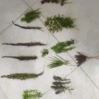 پک کامل گیاهان پلنت|ماهی|اراک, |دیوار