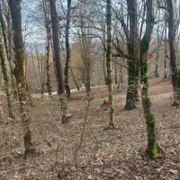 تهاتر-زمین-دارای-سند-تک-برگ-380-متر-جاده-طالقان