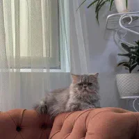 گربه ی میکس پرشین